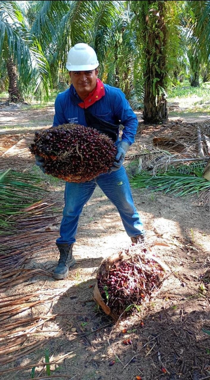 Fruto de Palma de Aceite Palmarisa