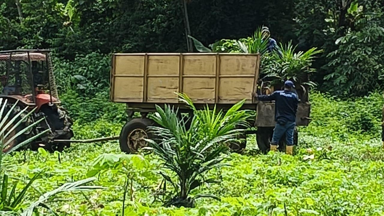 Producción Agrícola de Palma de Aceite