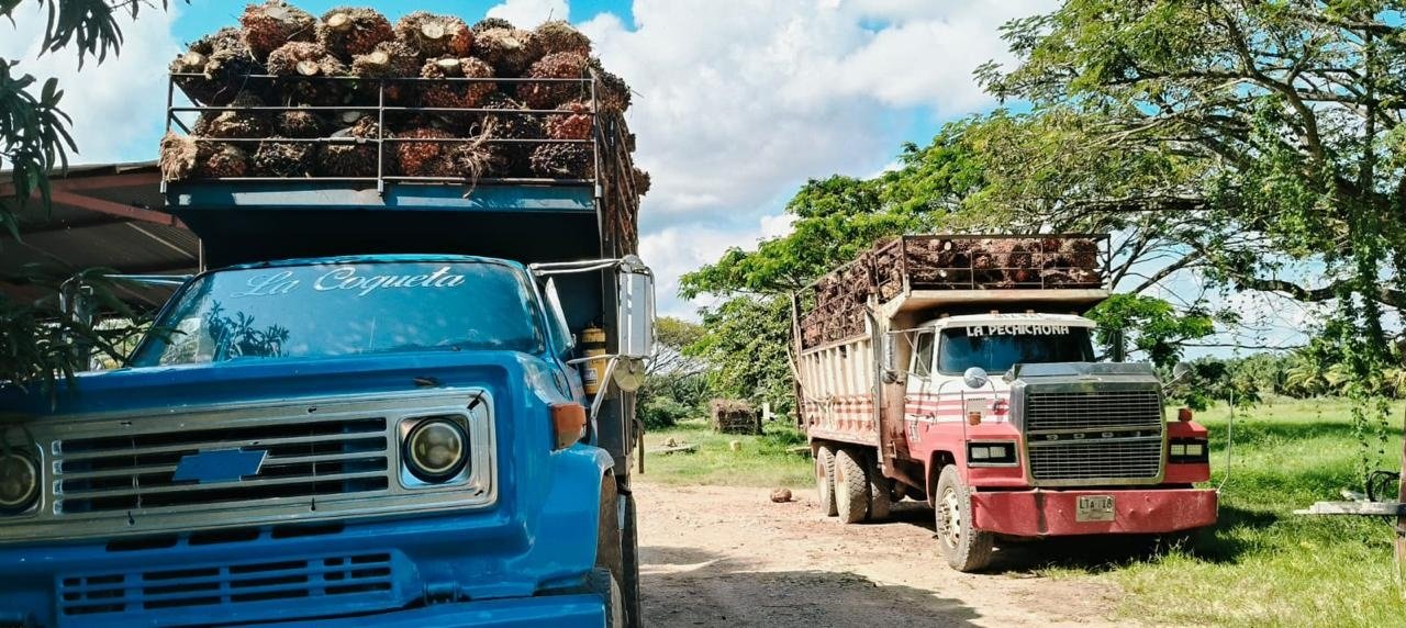 Logística y Transporte del Fruto